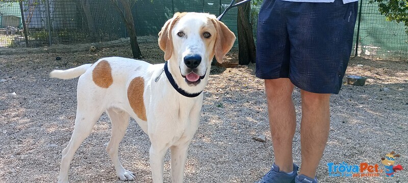 Meticcio, 10 Mesi, Coccolone, Cerca Famiglia - Foto n. 1