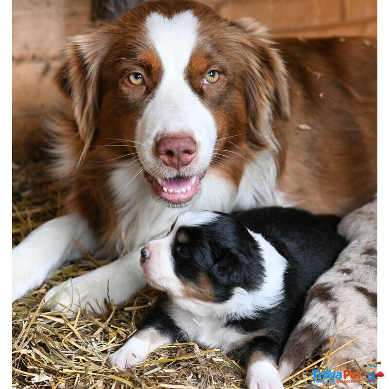 Cuccioli di Pastore Australiano - Foto n. 1