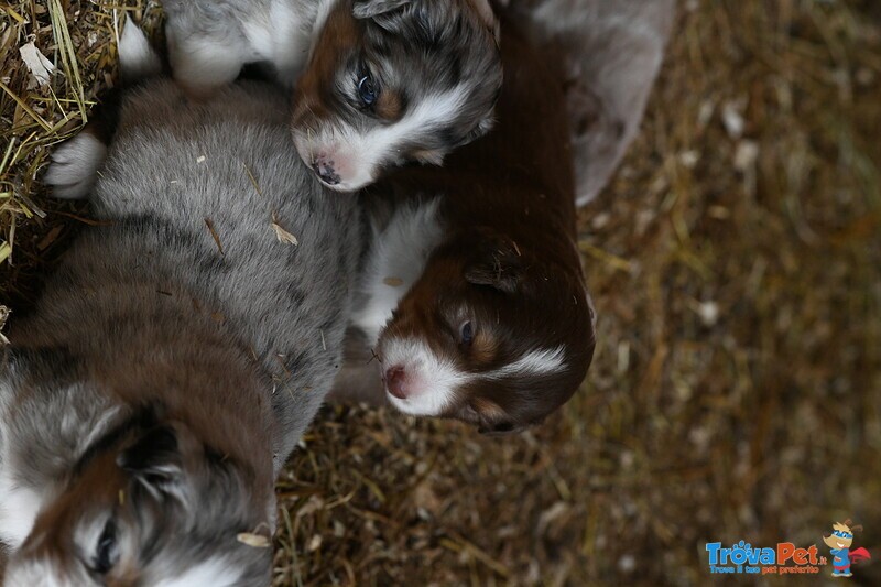 Cuccioli di Pastore Australiano - Foto n. 3