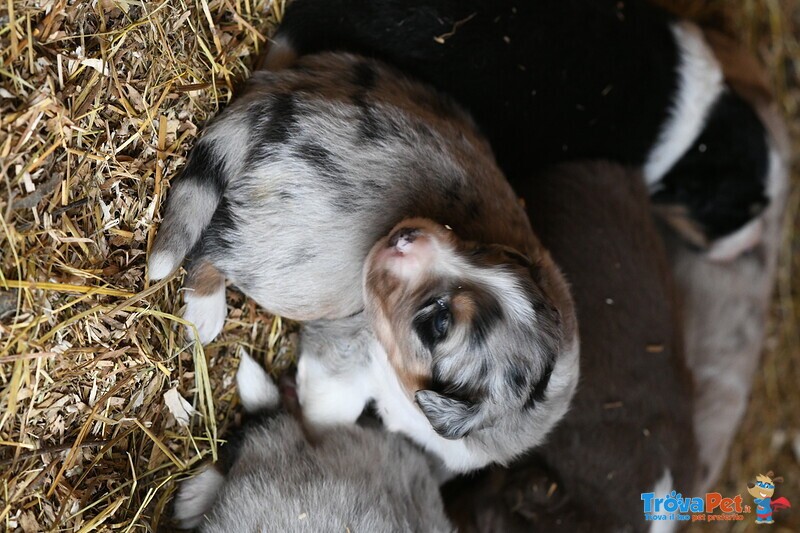 Cuccioli di Pastore Australiano - Foto n. 4