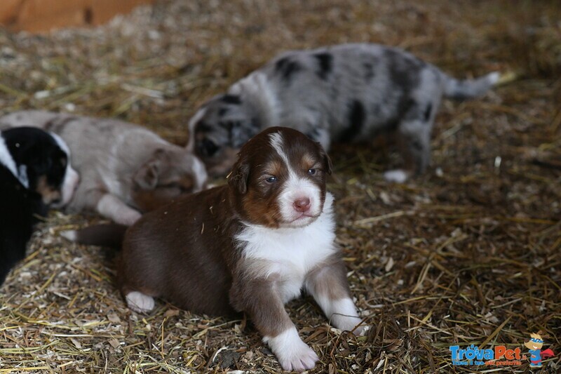 Cuccioli di Pastore Australiano - Foto n. 5