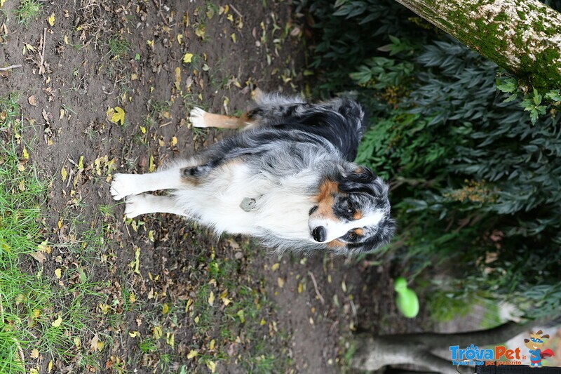 Cuccioli di Pastore Australiano - Foto n. 6