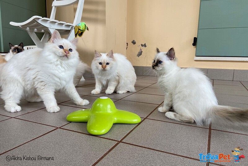 Cuccioli Sacri di Birmania - Foto n. 2