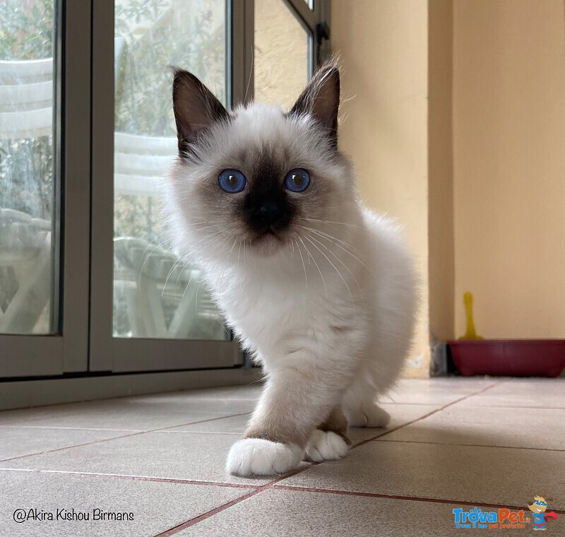 Cuccioli Sacri di Birmania - Foto n. 3