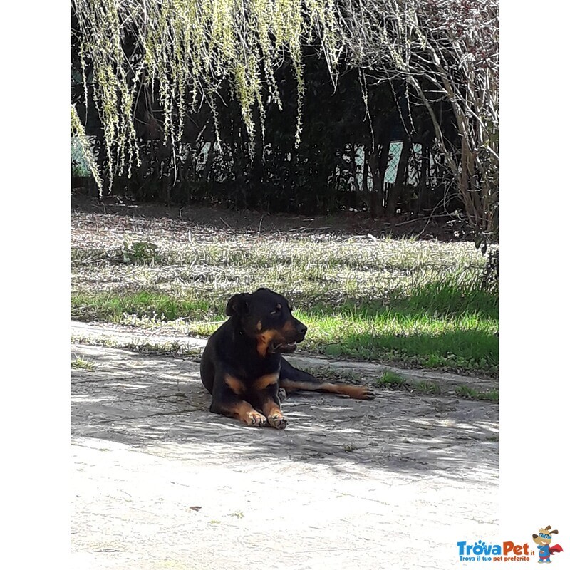 Devo Cedere il mio caro zeus Causa Trasferimento. un Meticcio di 5 Anni - Foto n. 2