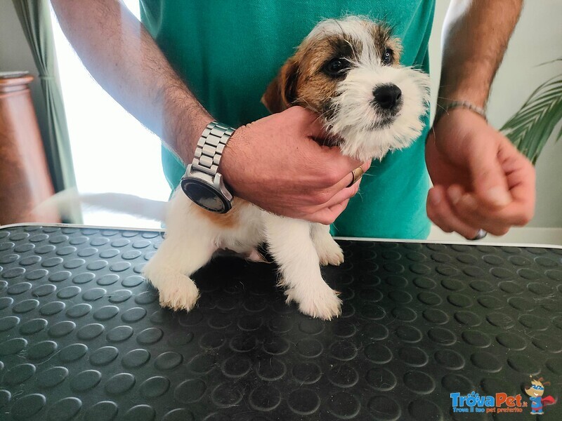 Jack Russell Terrier - Foto n. 1