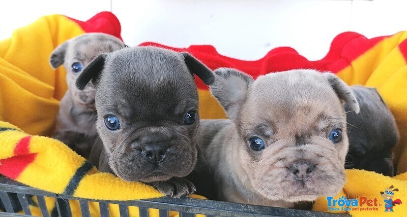 Cuccioli e Adulti - Foto n. 2