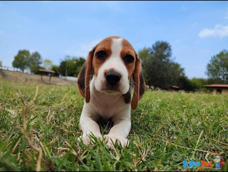 Cuccioli Beagle Tricolore - Foto n. 1