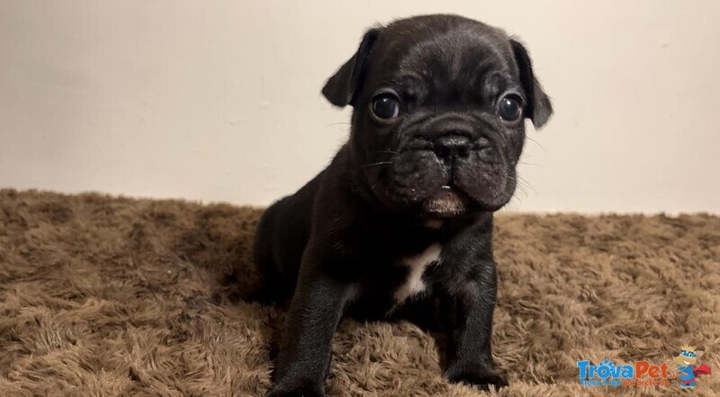 Cuccioli Bulldog Francese - Foto n. 4