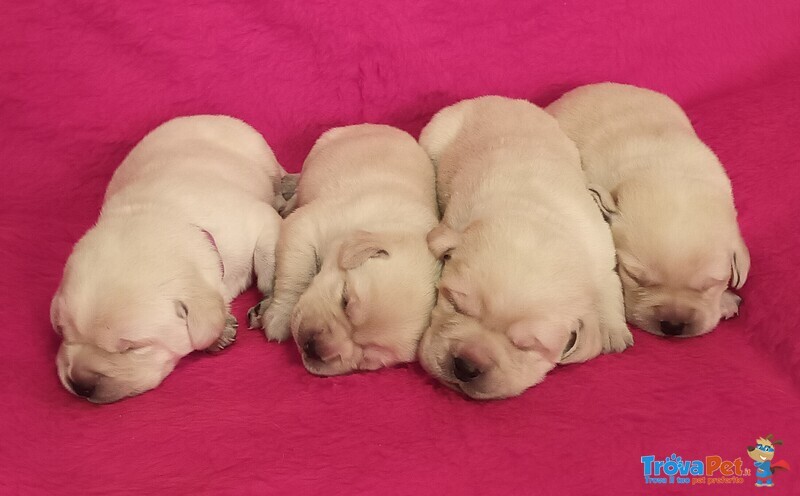 Labrador Cuccioli Altissima Genealogia - Foto n. 1