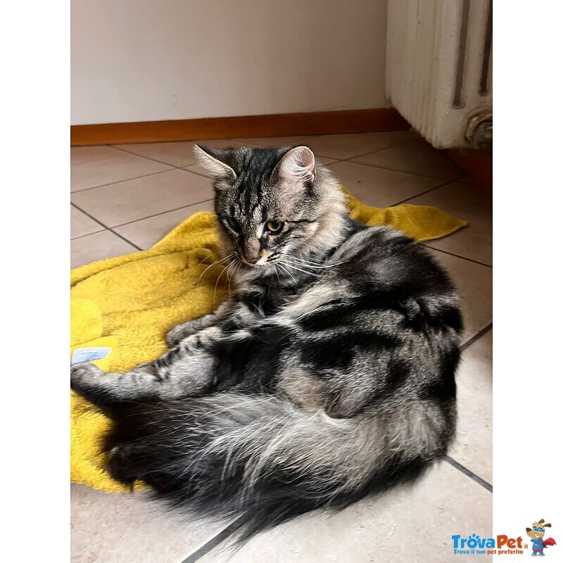 Filippo, Simil Maine Coon, Aspetta una Famiglia - Foto n. 1