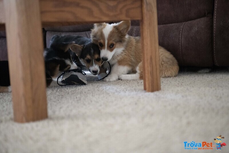 Cuccioli di Welsh Corgi Pembroke - Foto n. 1