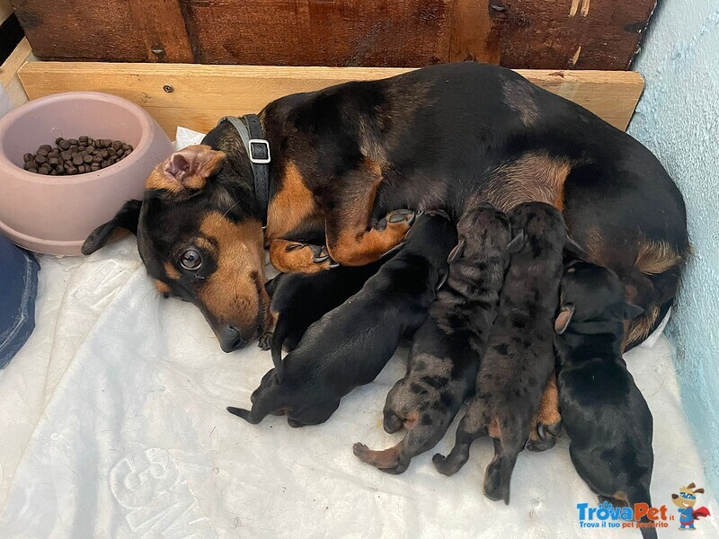 Cuccioli di Bassotto Kaninchen X Natale - Foto n. 1