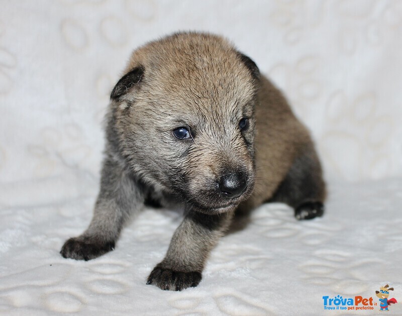 Ultime due Cucciole di cane lupo Cecoslovacco Disponibili - Foto n. 2