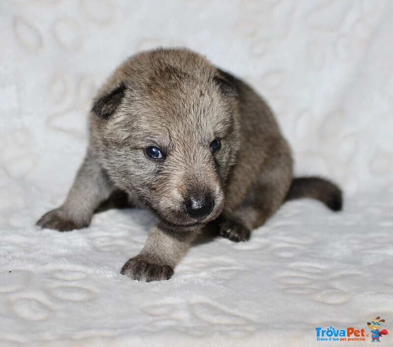 Ultime due Cucciole di cane lupo Cecoslovacco Disponibili - Foto n. 3