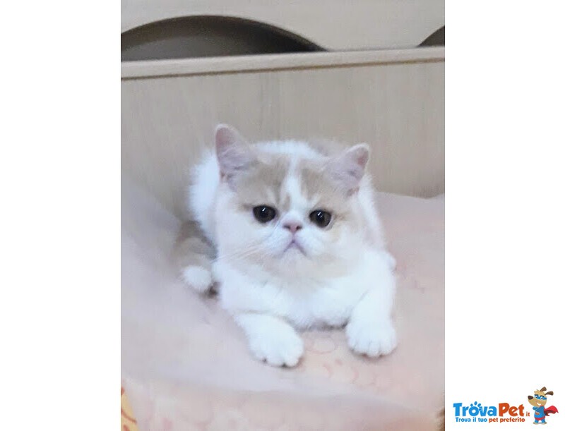 Gattini Persiani ed Exotic Shorthair con Pedigree - Foto n. 2