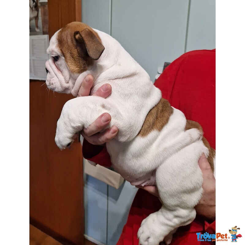 Cucciolo Bulldog Inglese - Foto n. 1