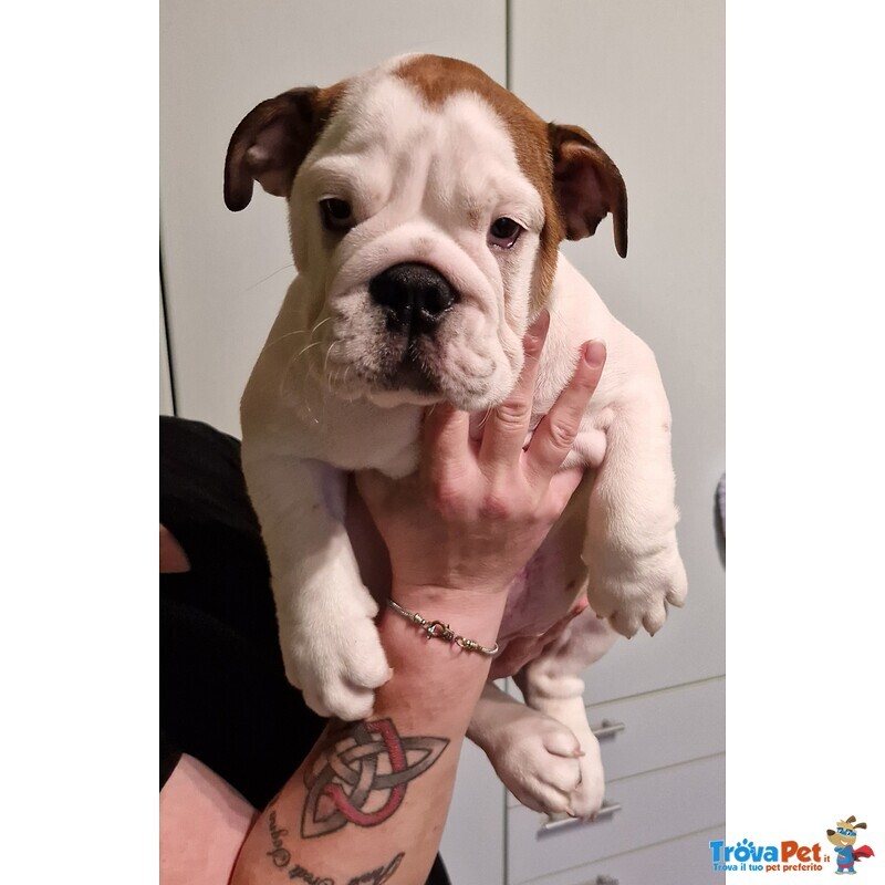 Cucciolo Bulldog Inglese - Foto n. 4