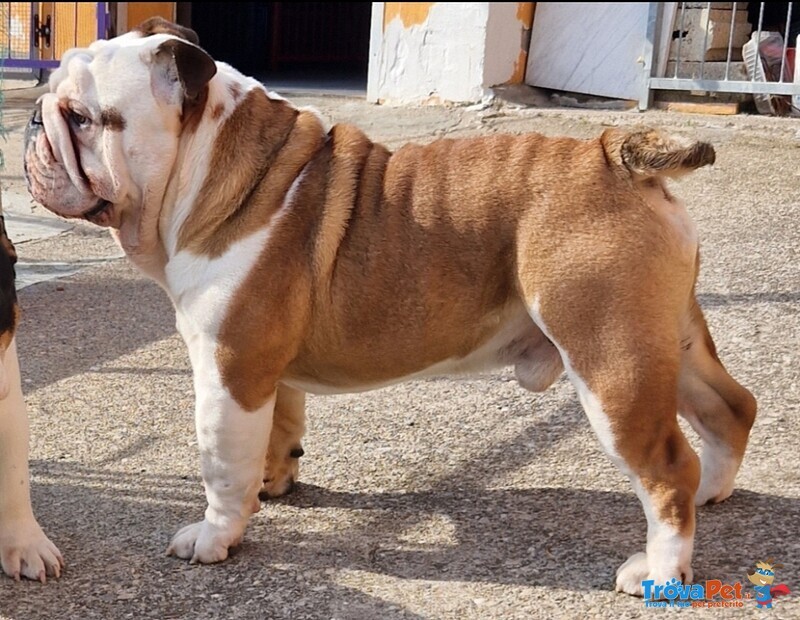 Cucciolo Bulldog Inglese - Foto n. 6