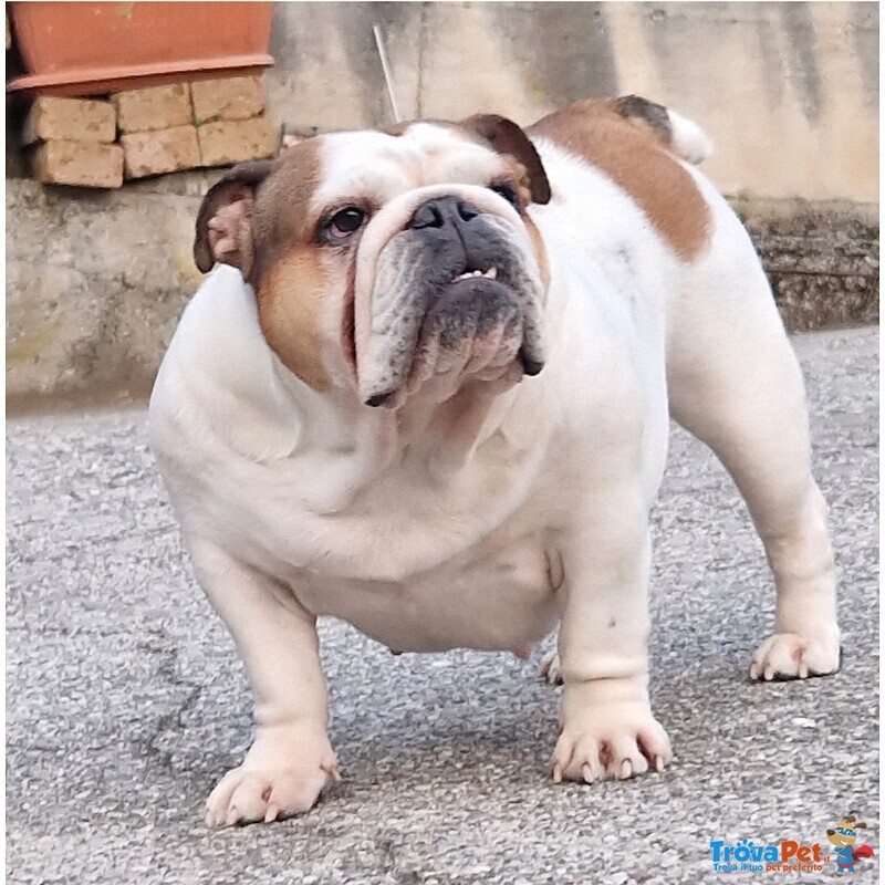 Cucciolo Bulldog Inglese - Foto n. 7