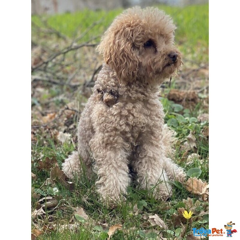 Cucciolo di Barboncino - Foto n. 1