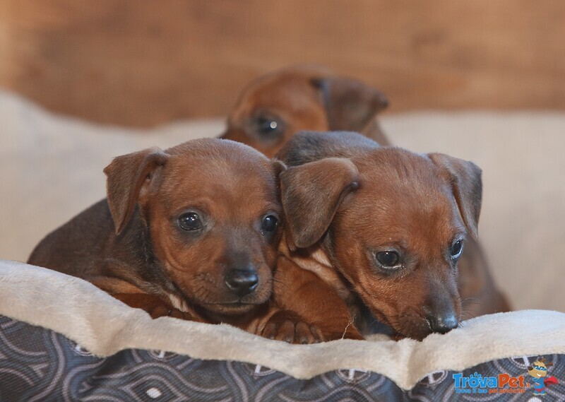 Pinscher nano Cuccioli - Foto n. 1