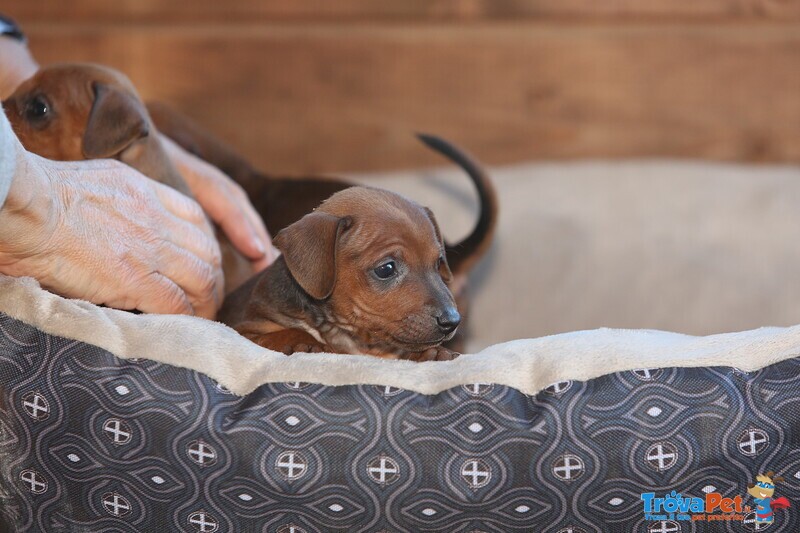 Pinscher nano Cuccioli - Foto n. 2