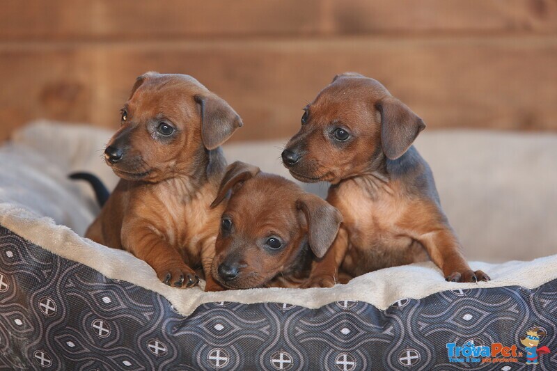 Pinscher nano Cuccioli - Foto n. 3