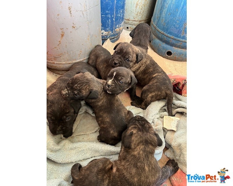 Cuccioli cane Corso Originali - Foto n. 1