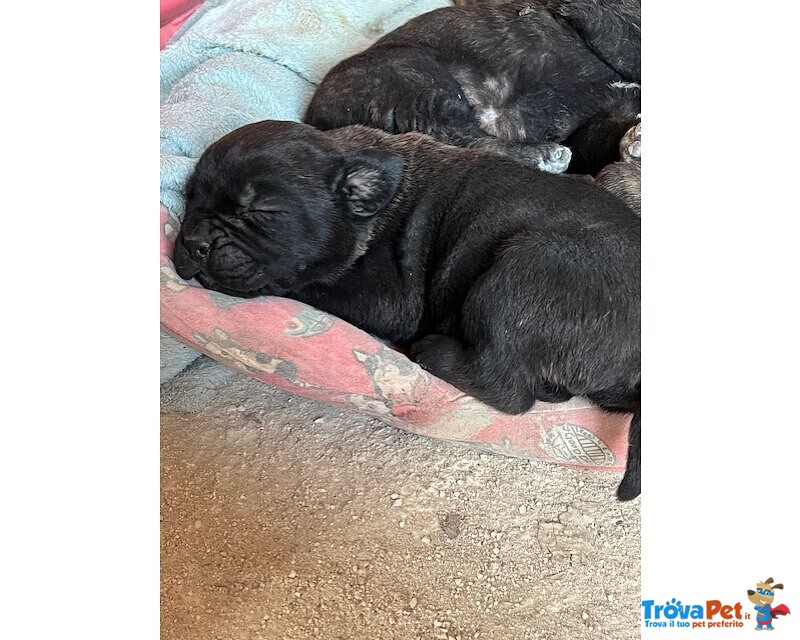 Cuccioli cane Corso Originali - Foto n. 2