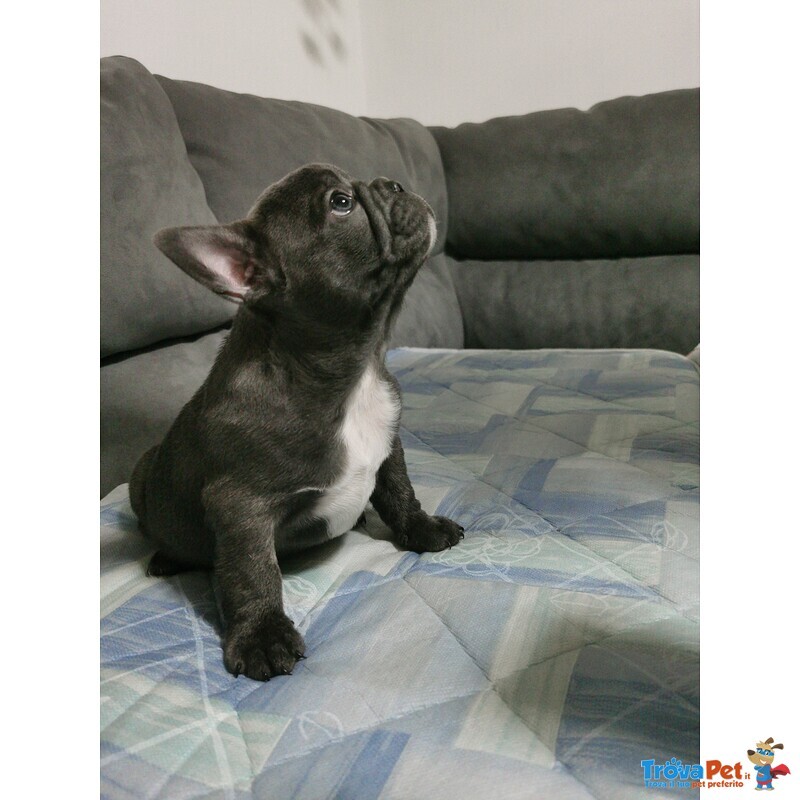 Vendo Bulldog Francese - Foto n. 3