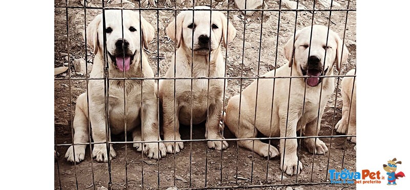 Labrador Cuccioli - Foto n. 1