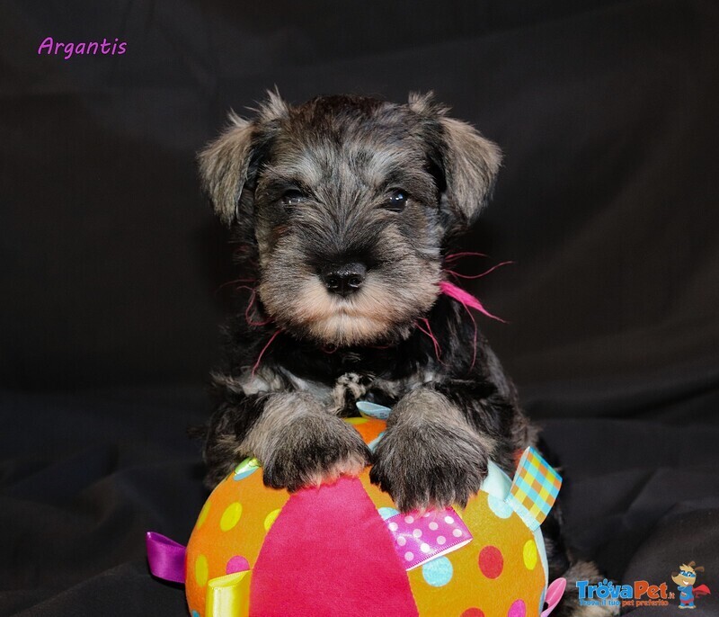 Cuccioli di Schnauzer Nano - Foto n. 1