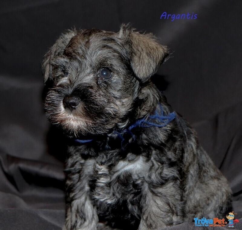 Cuccioli di Schnauzer Nano - Foto n. 2