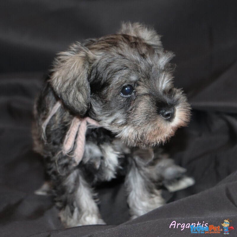 Cuccioli di Schnauzer Nano - Foto n. 3