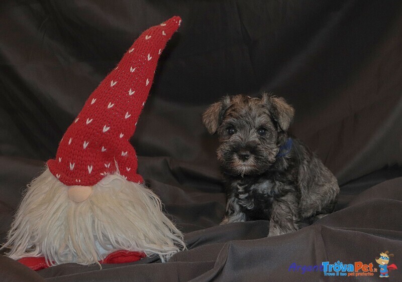 Cuccioli di Schnauzer Nano - Foto n. 4