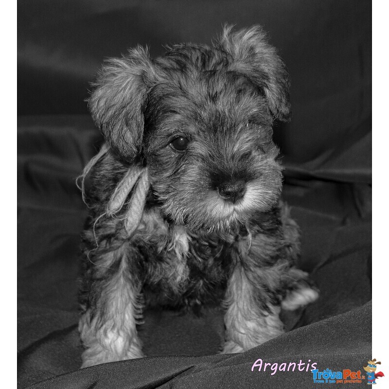 Cuccioli di Schnauzer Nano - Foto n. 6