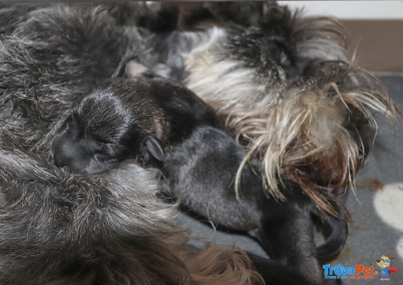 Cuccioli di Schnauzer Nano - Foto n. 7