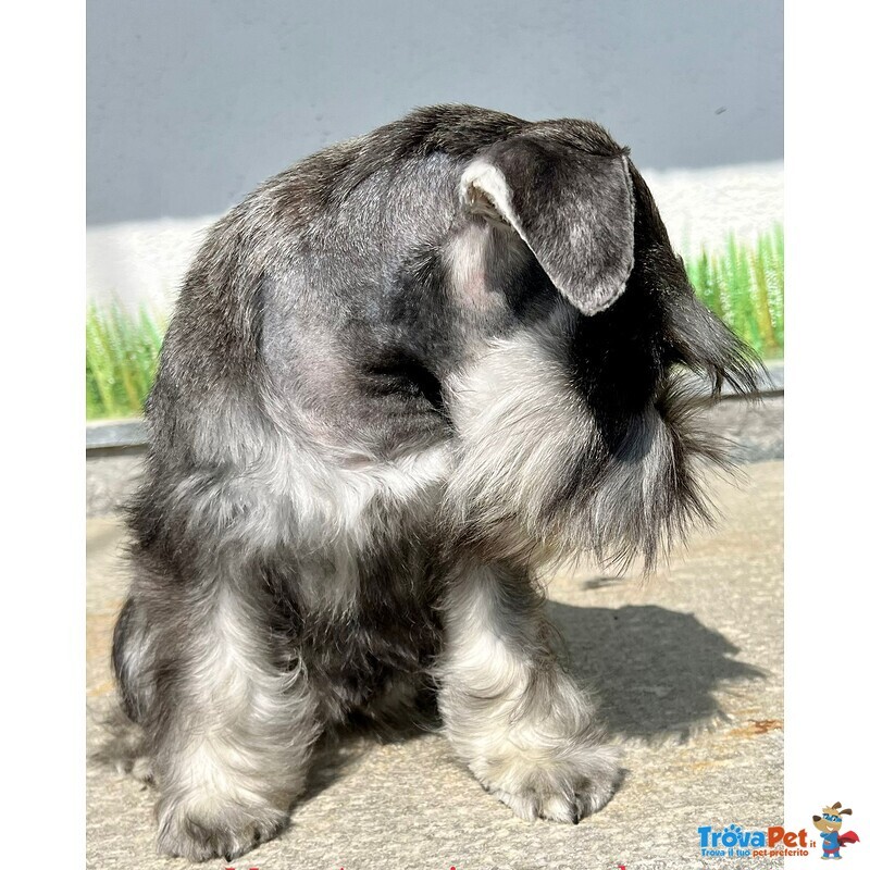 Cuccioli di Schnauzer Nano - Foto n. 10