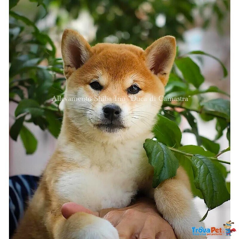 Meravigliosi Cuccioli di Shiba Inu - Foto n. 2