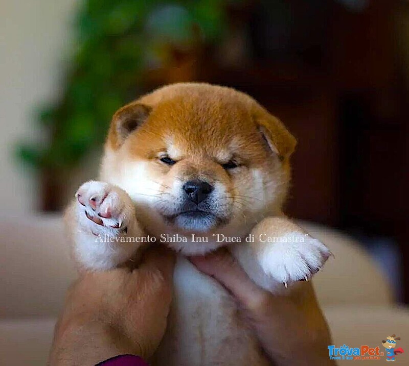 Meravigliosi Cuccioli di Shiba Inu - Foto n. 1