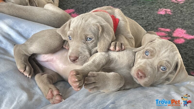 Cuccioli Bellissimi di Bracco di Waimar - Foto n. 2