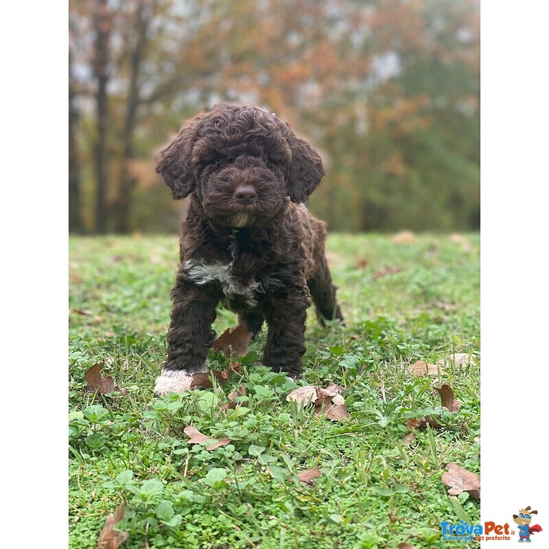 Cuccioli Lagotto Tomagnolo - Foto n. 2