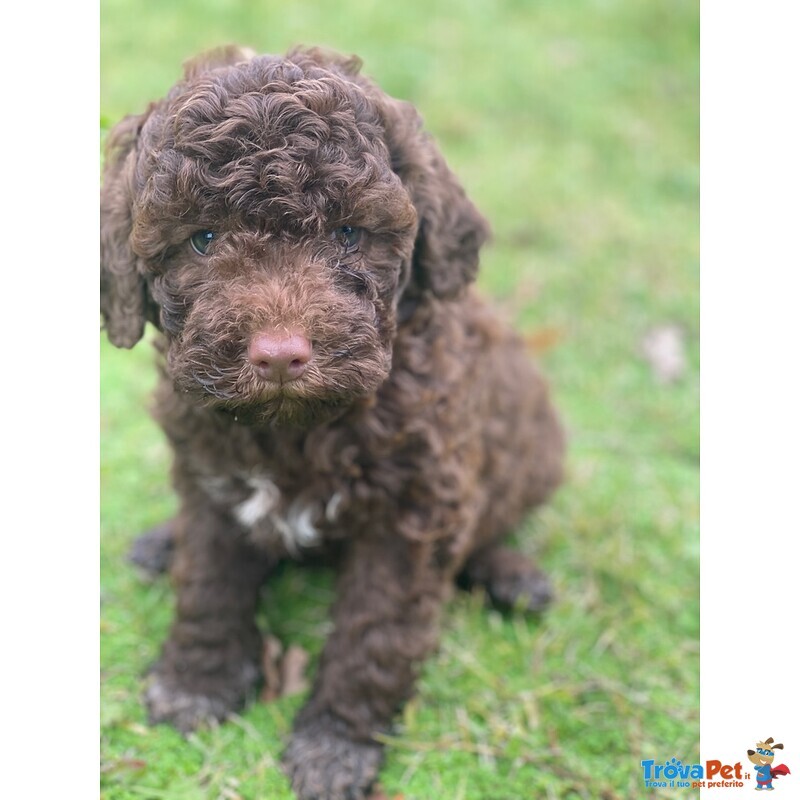 Cuccioli Lagotto Tomagnolo - Foto n. 1