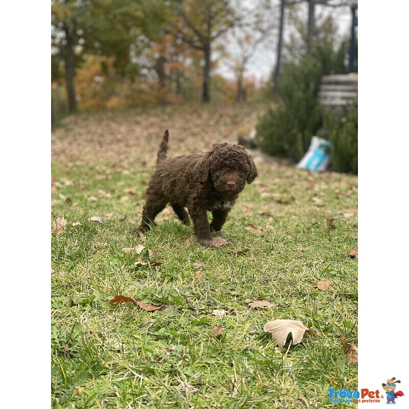 Cuccioli Lagotto Tomagnolo - Foto n. 3