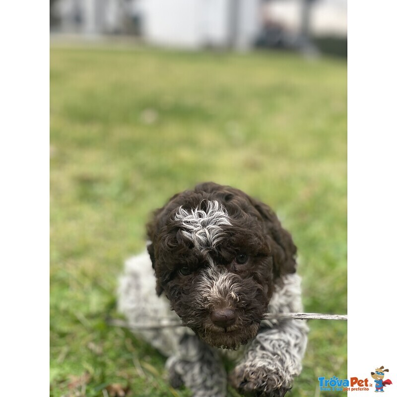 Cuccioli Lagotto Tomagnolo - Foto n. 4