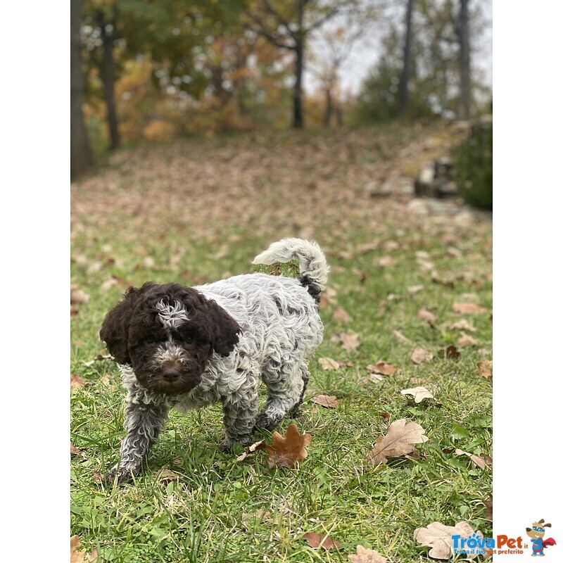 Cuccioli Lagotto Tomagnolo - Foto n. 5