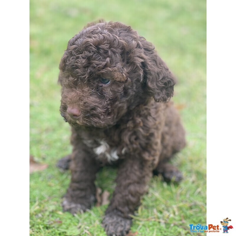 Cuccioli Lagotto Tomagnolo - Foto n. 7