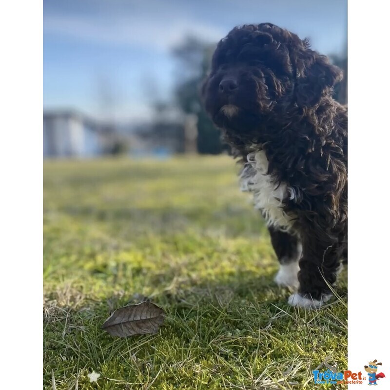 Cuccioli Lagotto Tomagnolo - Foto n. 8