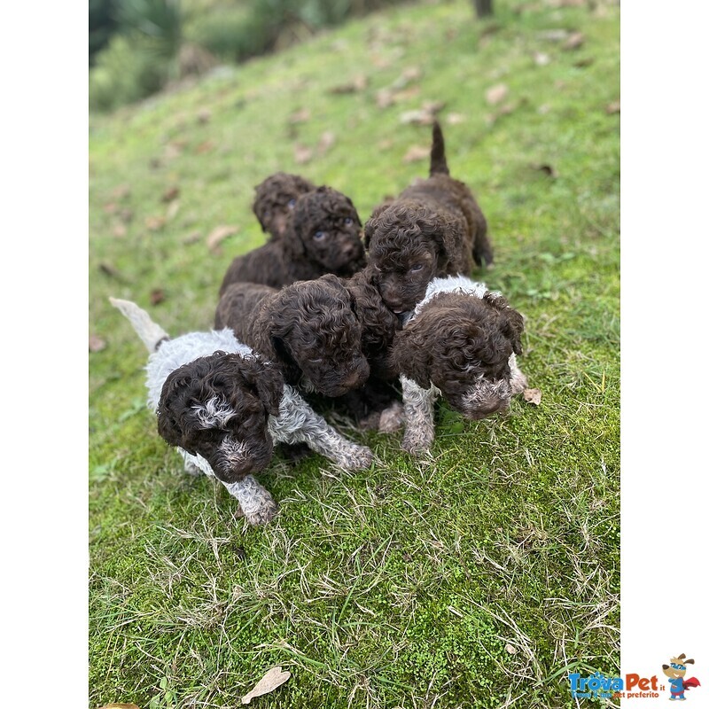 Cuccioli Lagotto Tomagnolo - Foto n. 9